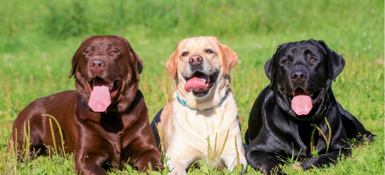 A picture of three Labrador Retrievers: a chocolate Lab, yellow Lab, and a black Lab.