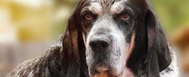 does the bluetick coonhound bark