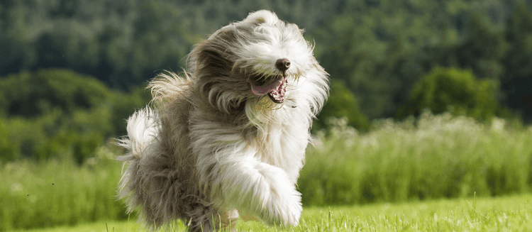 Picking a Bearded Collie Puppy