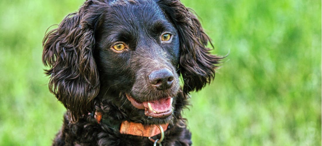 Boykin cocker hot sale spaniel