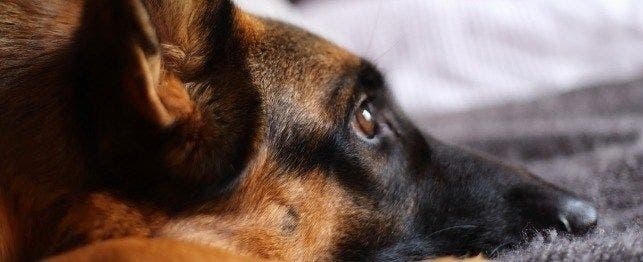 German shepherds: Smart loyal dogs that need constant exercise