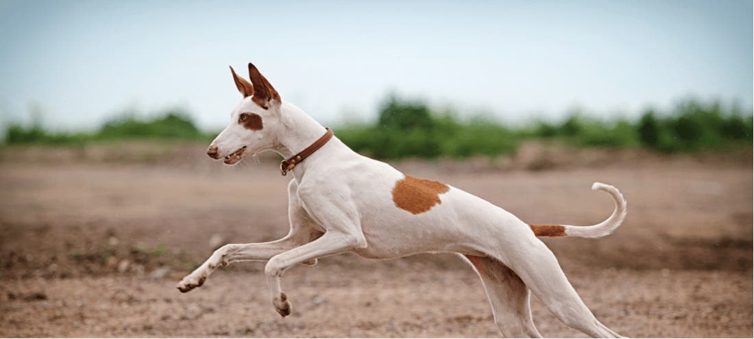 are ibizan hound aggressive