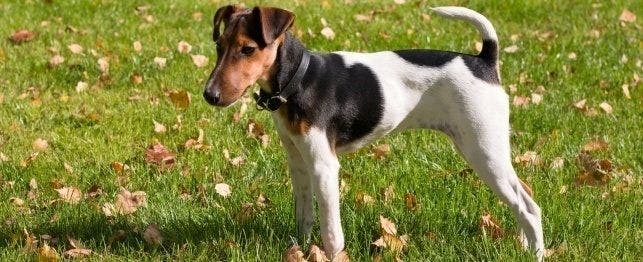 Tan clearance fox terrier