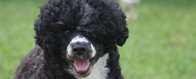 Portuguese water dog cheap dogs 101