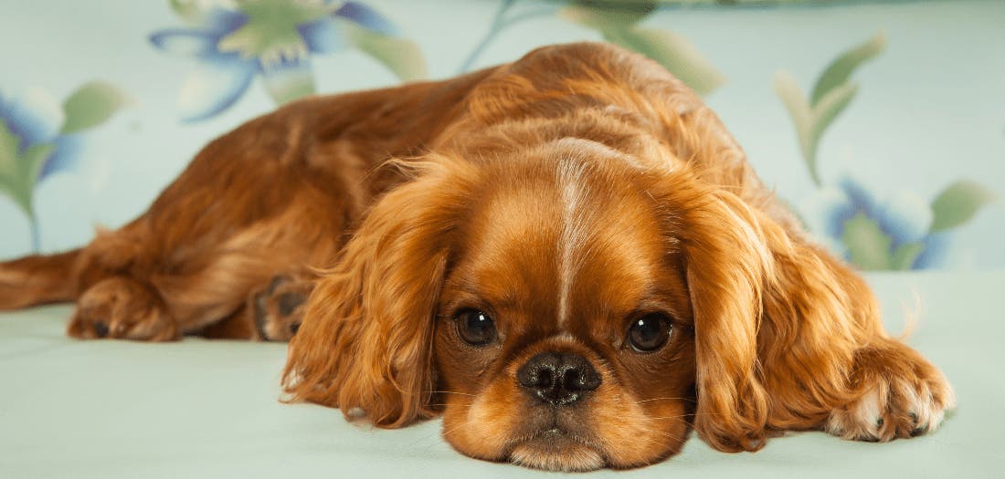 Difference between cavalier king best sale charles spaniel