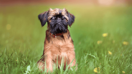 Brussels griffon best sale dog short hair