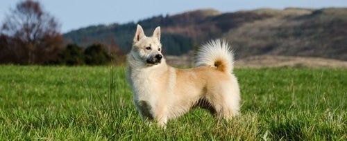 Dog breed hot sale norwegian buhund