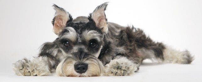 Small Dog Breeds