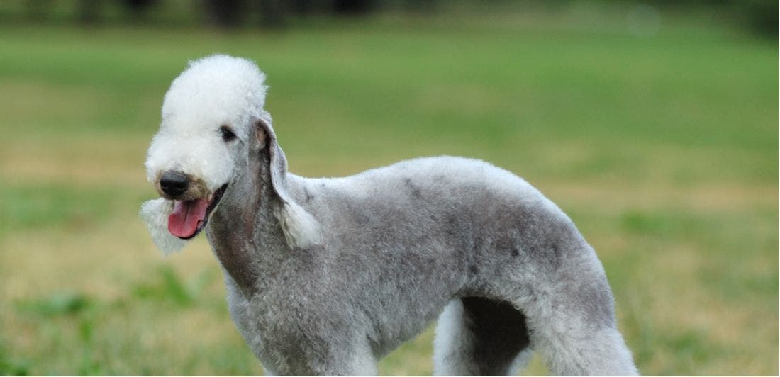 Pictures of sales bedlington terriers