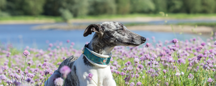 A Whippet, which is a twin breed of the Italian Greyhound, sits in a flower patch.