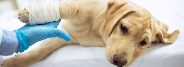 A vet bandages a dog's front leg.