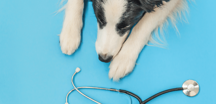 A black and white dog laying on its stomach and stretching its paws toward a stethoscope.