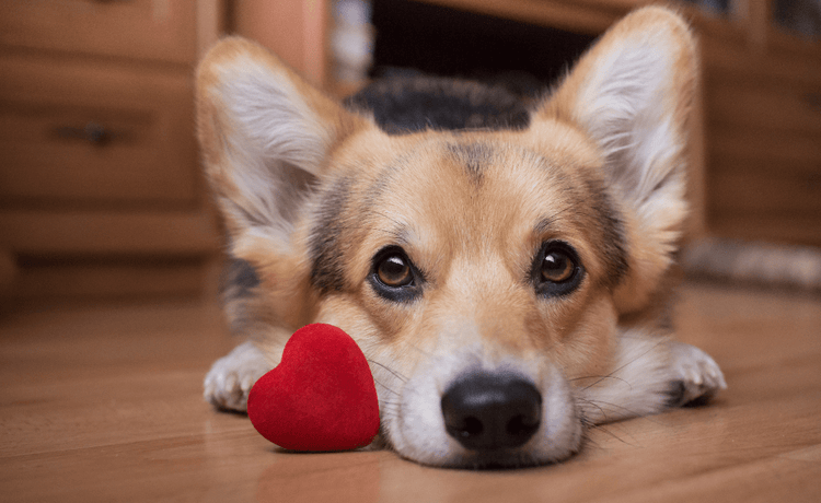 A puppy on a wooden floor with a small, plush heart