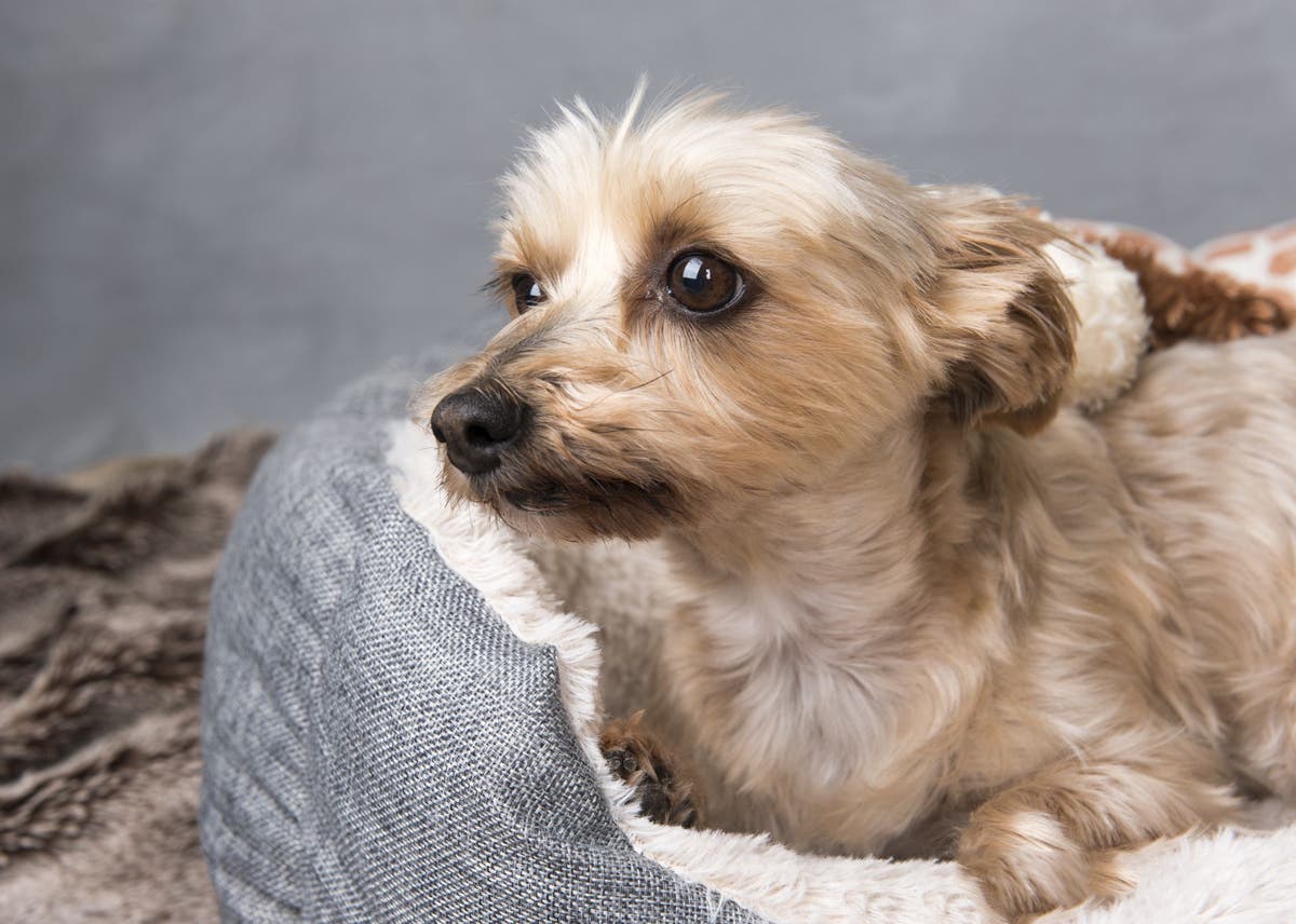 Dog has skin tag on eyelid sale