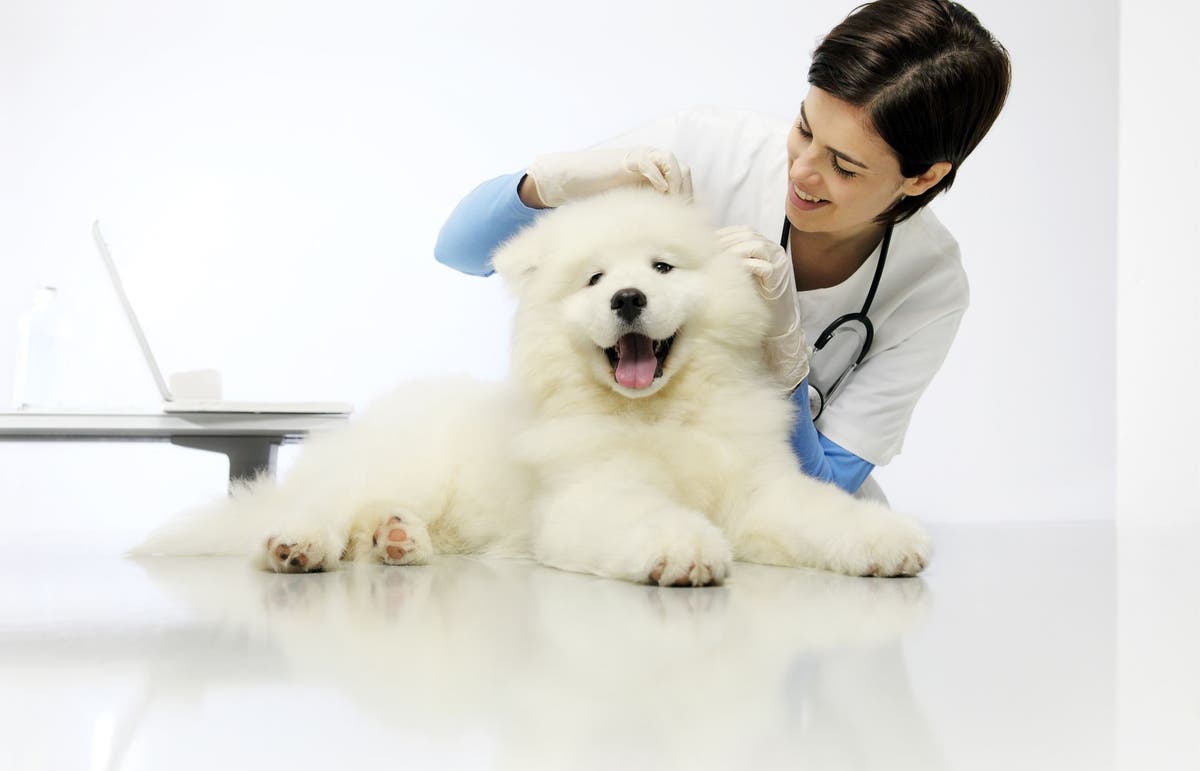 Therapy and Home Care for Head Trauma in Dogs