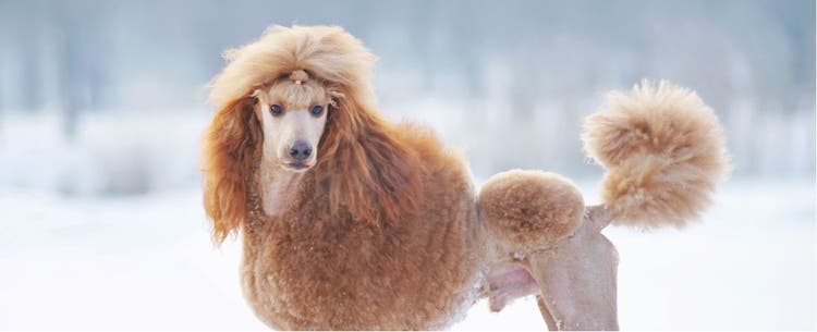 A red Poodle poses in the snow.