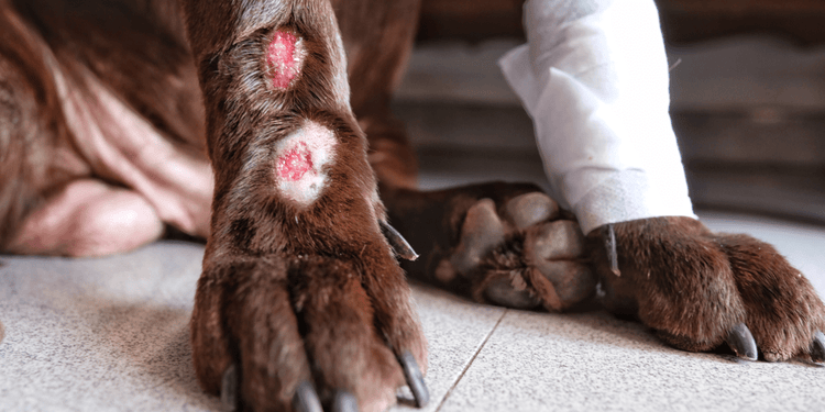A brown dog's front-right paw exhibits signs of acral lick dermatitis.