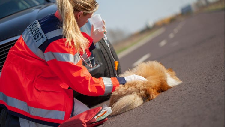 How to Approach an Injured Dog Safely