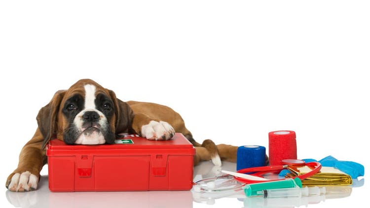 Top 10 First-Aid Tips for Dogs