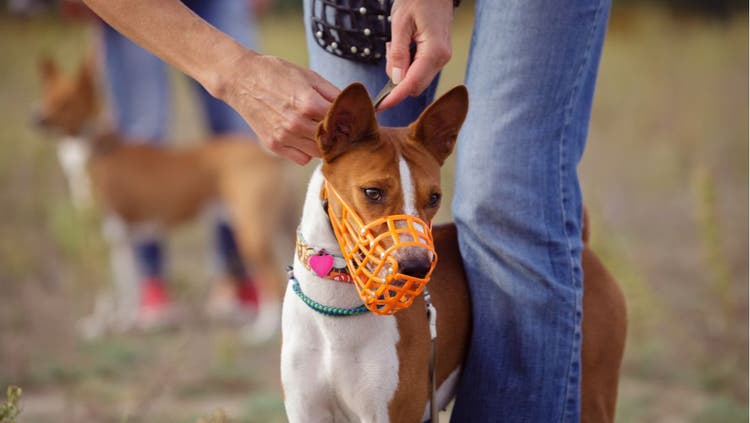 Make a Muzzle for Your Dog
