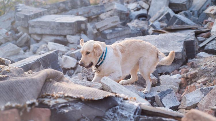 Protect Your Dog from Disaster
