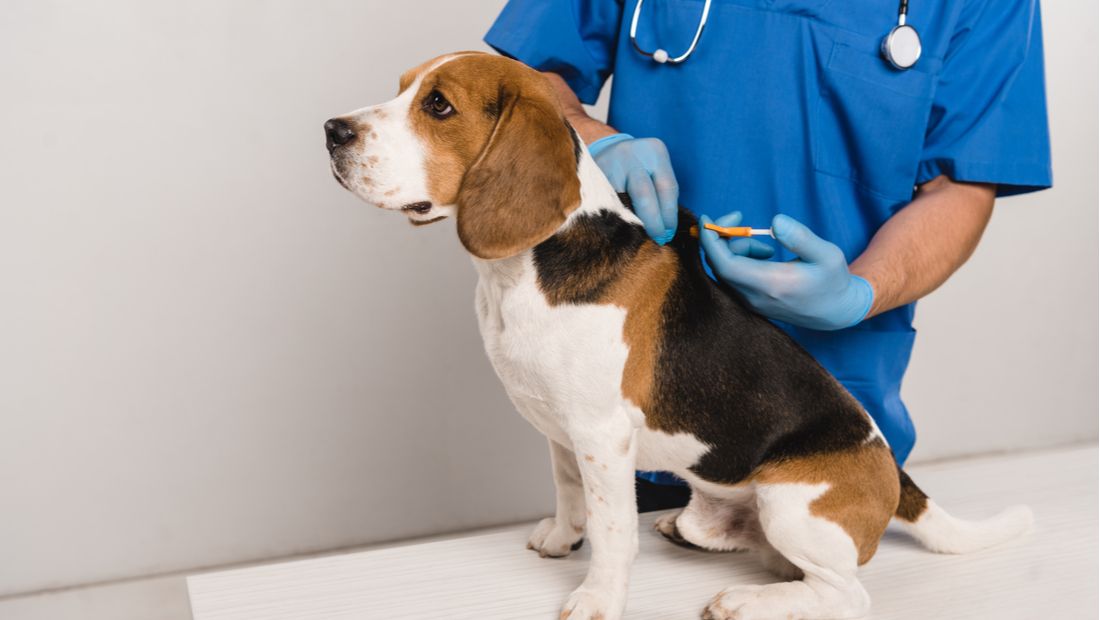 Check The Chip Day: An Overview Of Microchipping Your Dog