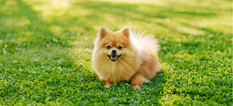 A cute Pomeranian dog poses in the grass.