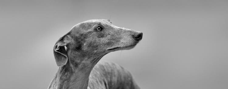 Greyhounds were a breed preferred by royalty.