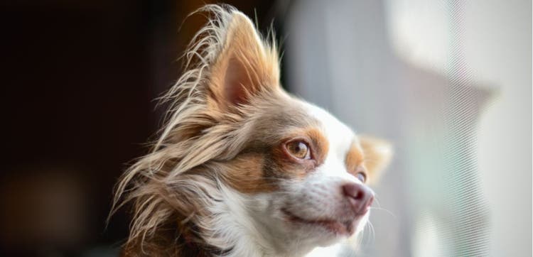 A long-haired Chihuahua looks out the window.