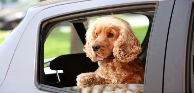 English Cocker Spaniel hanging its head out a car window.