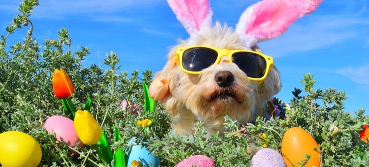 Make an Easter basket for your dog.