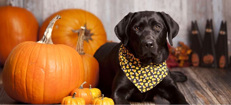 A black lab wearing a candy corn bandana sits next to some pumpkins.
