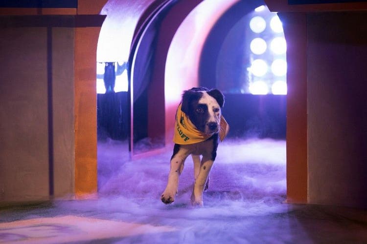A dog runs onto the playing field at Puppy Bowl 2019.