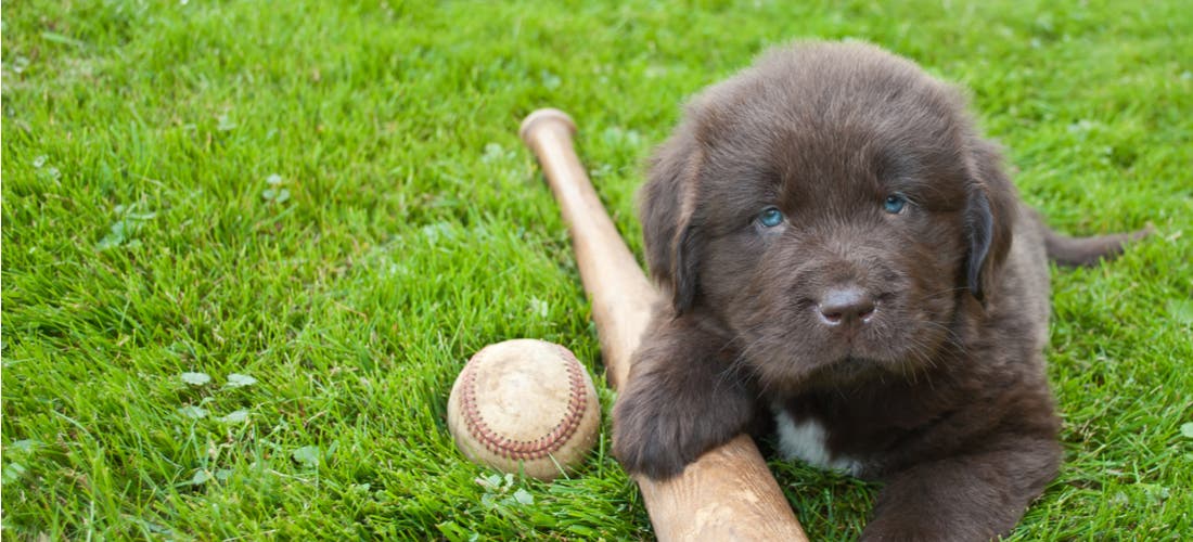 Meet the Baseball Dogs: The Team Bat Dogs and Entertainers of Baseball