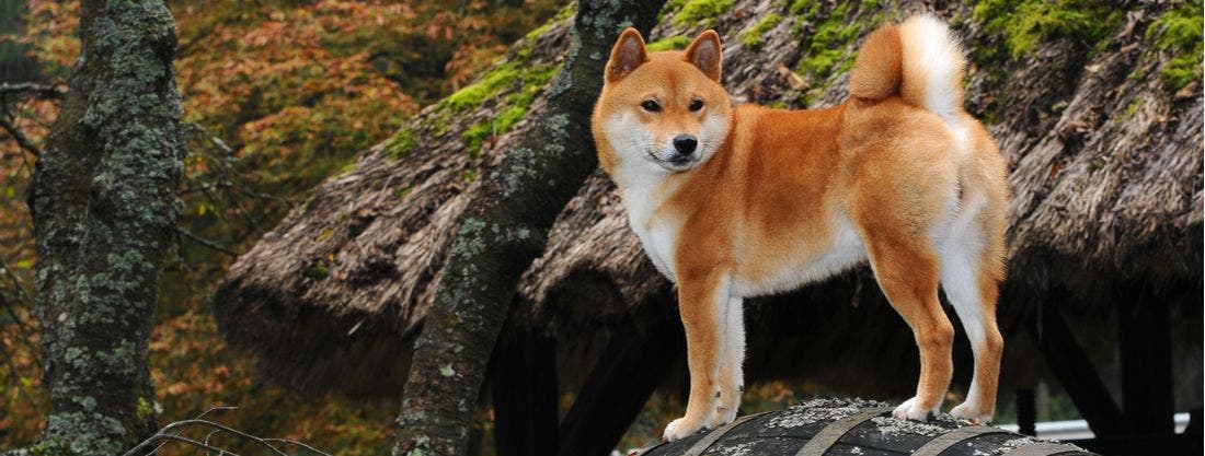 Queen of Shiba Dog Trapping - Life with Special Needs Dogs