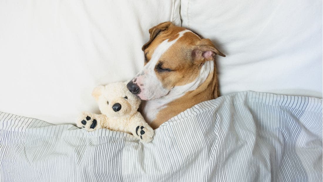 Dog store snoring normal