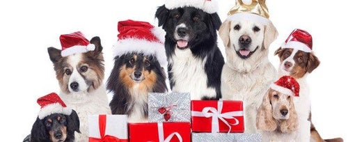 A puppy as a Christmas gift: 5 things to consider - Pawz & Me