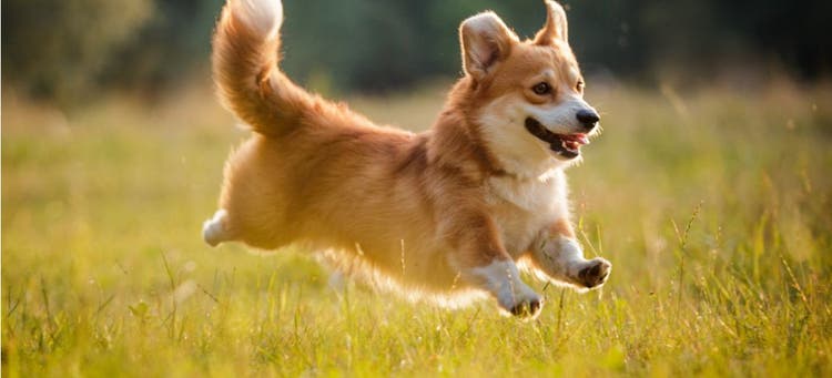 A Corgi running and jumping in the park.