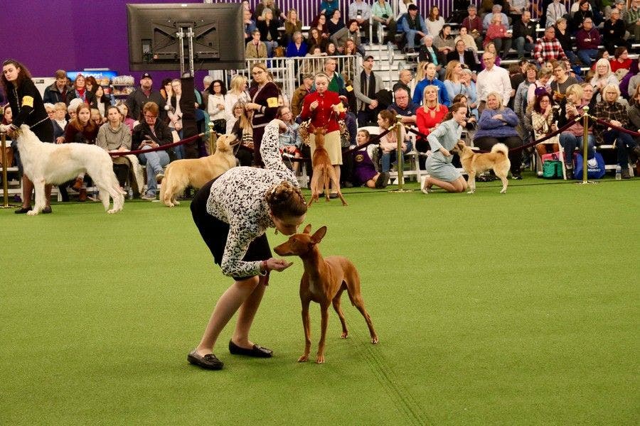 Junior Showmanship at Westminster Dog Show PetPlace