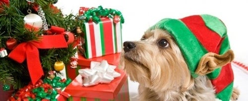 Tis the season for gift giving and your pets shouldn't miss out