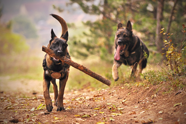 Two dogs running on a dirt path with a stick in its mouth Description automatically generated