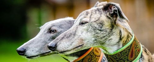 Country value cheap greyhound