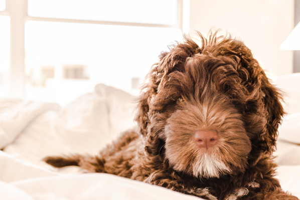 A dog lying on a bed Description automatically generated