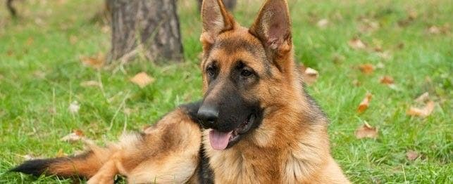 Breed of the Month: Why We Love German Shepherds