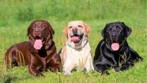 Top dog hot sale breed 2019