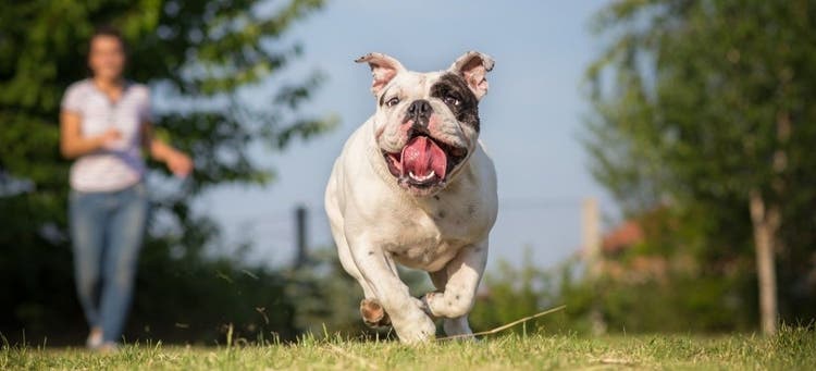 A Bulldog running after a treat on a scavenger hunt.