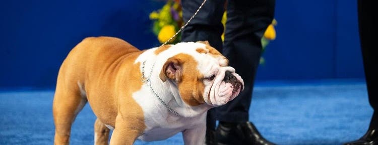 2019 National Dog Show “Best In Show” Champion, Thor.