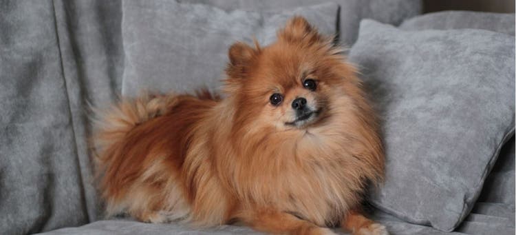 A Pomeranian, the most popular dog in the state of Hawaii.