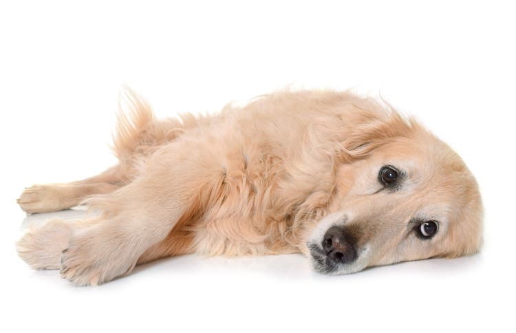 foods that make dogs sick