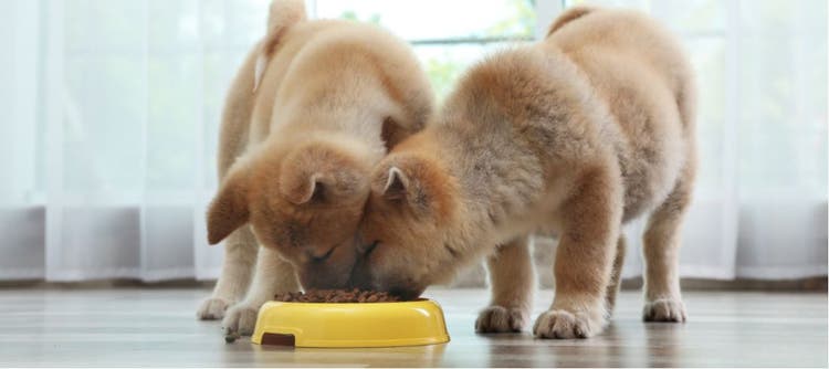 Two dogs share a bowl of food.